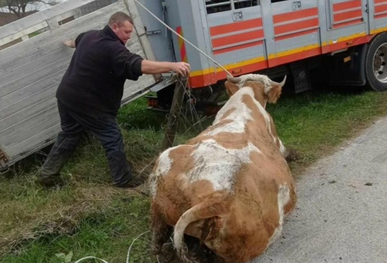 Nezakoniti Odvzem Govedi Na Kmetiji Mo Gan Nas Bo Stal Tiso Evrov