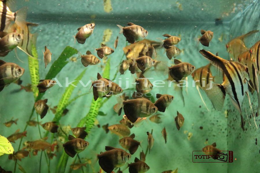 akvarij- terarij