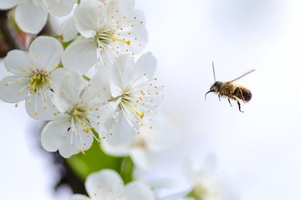 Katastrofalna izguba: Milijon čebel umrlo zaradi napačne uporabe insekticida